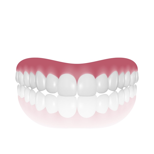 Vector 3d Realistic Human Teeth Isolated