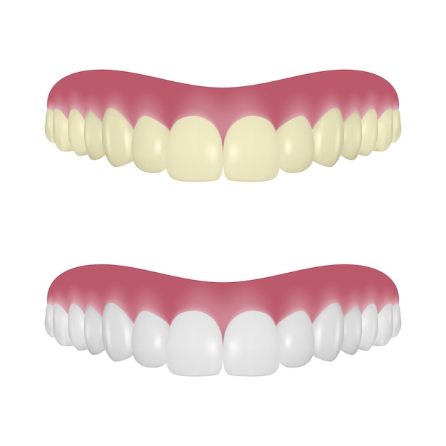 Vector 3d Realistic Human Teeth Isolated