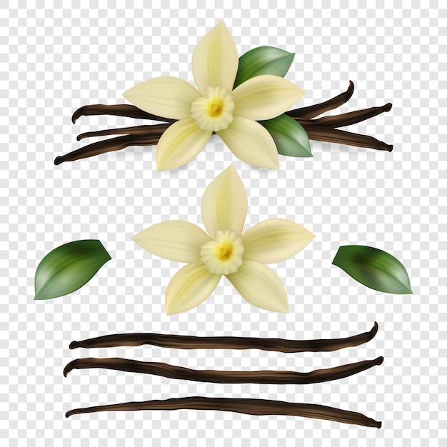Vettore fiore di vaniglia fresco dolce realistico 3d vettoriale con baccelli di semi secchi e foglie. primo piano isolato
