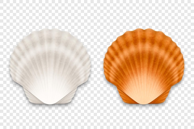 Vettore vettore 3d realistico bianco e marrone strutturato capesante chiuso perla conchiglia icona set primo piano isolato su sfondo trasparente sea shell clam conch modello di progettazione vista dall'alto