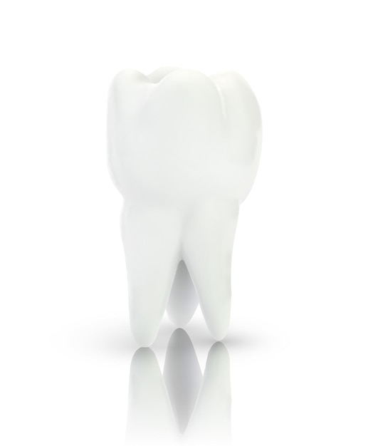 Vector 3d tooth for dental medicine on a white background