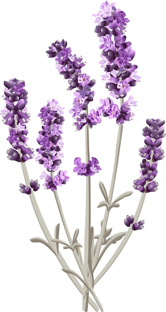 Vector afbeelding van verschillende takjes lavendel in een felle kleur