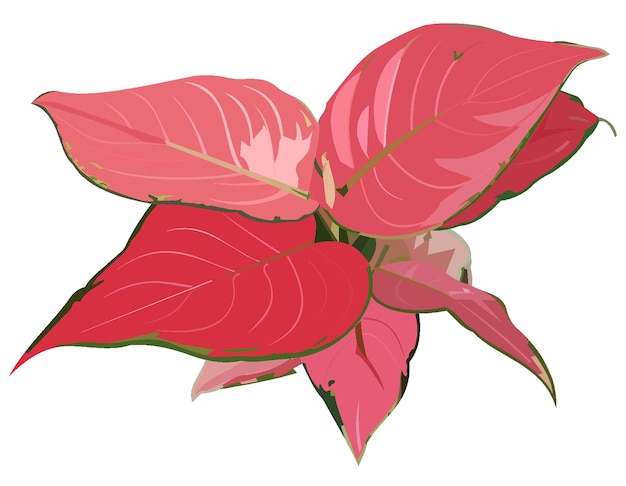 Vector Aglaonema Pink Star Home Decor Illustratie