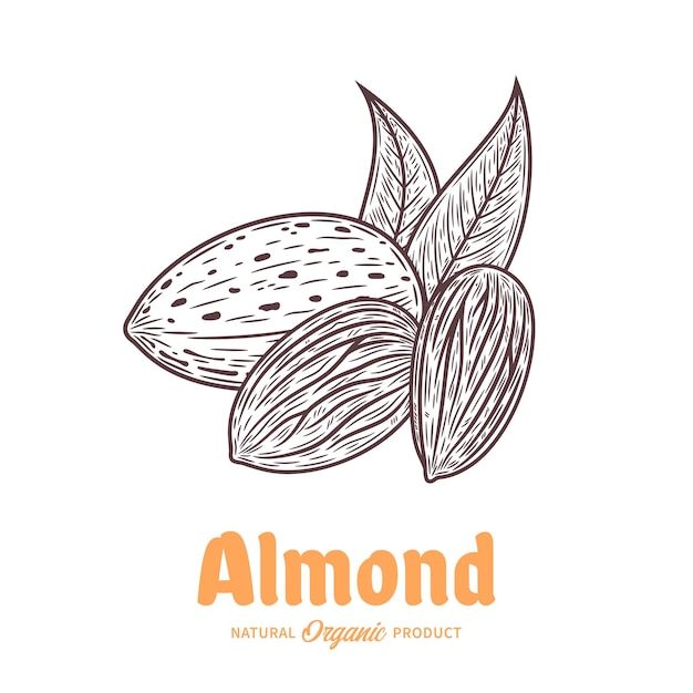 Vector almond handdrawn illustration