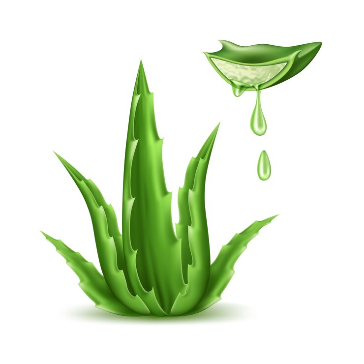 Vector vector aloe vera realistic plant skincare cosmetic