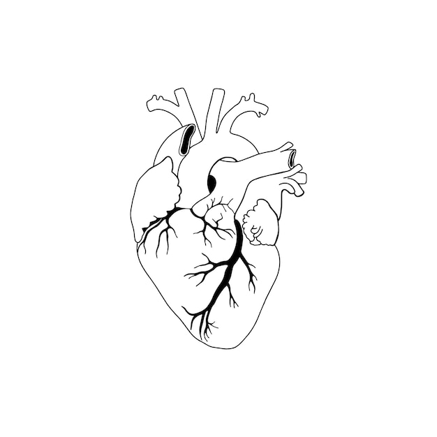 벡터, 해부학 심장입니다. 현실적인 심장 아이콘 흰색 배경에 고립입니다.