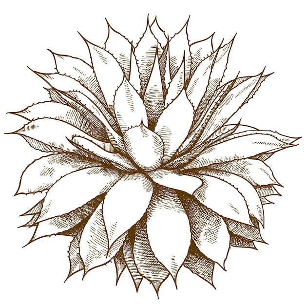 Vector antieke gravure tekening illustratie van agave struik geïsoleerd op een witte achtergrond