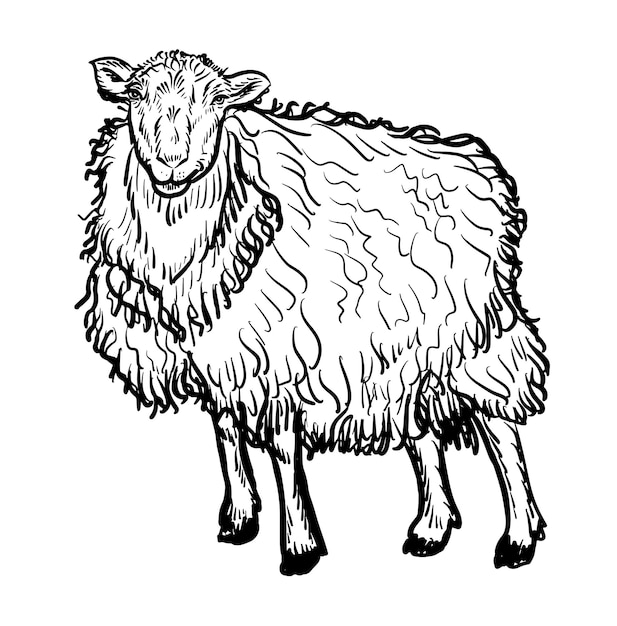 Vector antieke gravure tekening illustratie van schapen geïsoleerd op een witte achtergrond. Landbouw.