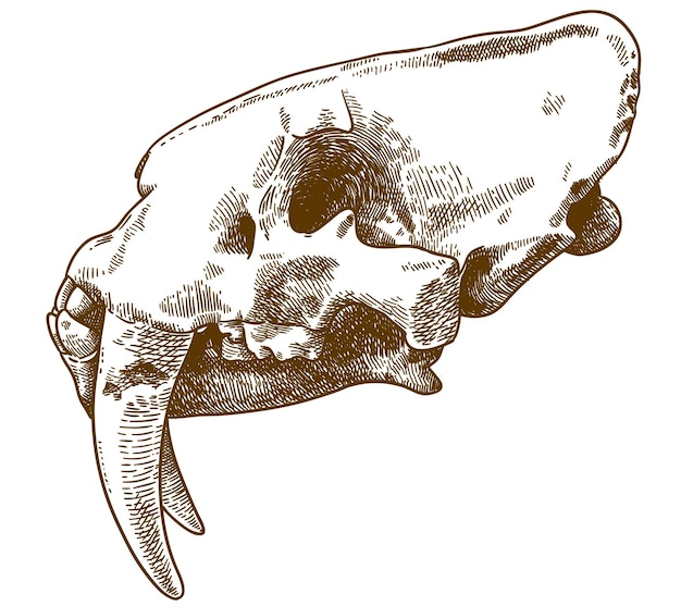 Vector vector antieke gravure tekening illustratie van smilodon schedel geïsoleerd op een witte achtergrond