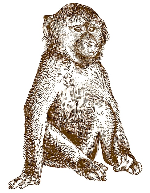 Vector antique engraving drawing illustration of baboon cub isolated on white background