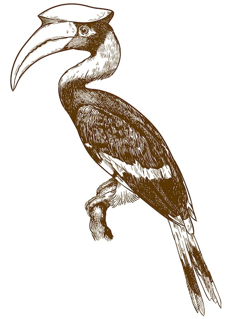 Vector antique engraving drawing illustration of great hornbill isolated on white background