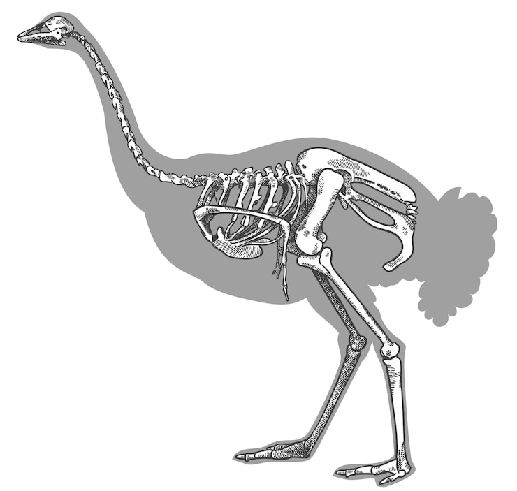 Vector vector antique engraving drawing illustration of ostrich skeleton isolated on white background