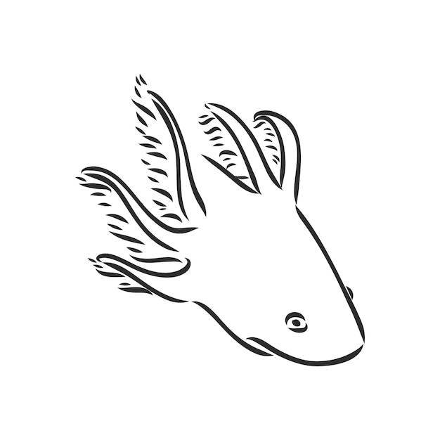 Illustrazione antica dell'incisione di vettore della salamandra di axolotl isolata su fondo bianco