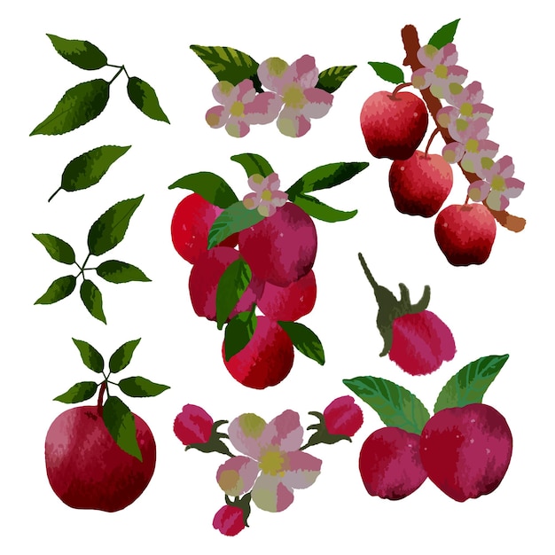 Vector Apple in watercolor collection with flower and leaf with branch