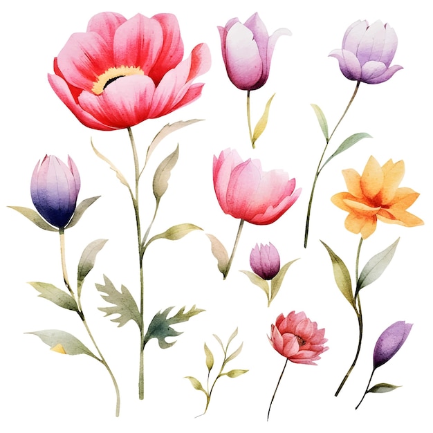 Vector vector aquarel bloemen clipart