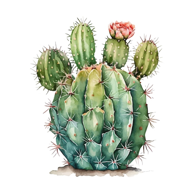Vector aquarel cactus textuur elegant