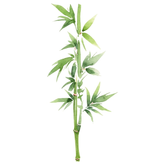 Vector aquarel geschilderd bamboe Hand getrokken bloem ontwerpelementen geïsoleerd op een witte achtergrond
