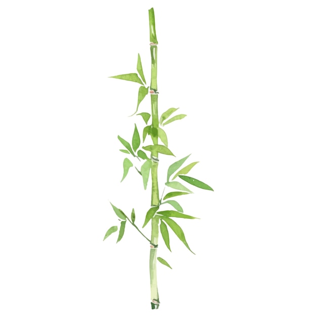 Vector aquarel geschilderd bamboe Hand getrokken bloem ontwerpelementen geïsoleerd op een witte achtergrond