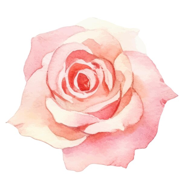Vector vector aquarel geschilderd roze bloem hand getrokken ontwerpelement geïsoleerd op een witte achtergrond