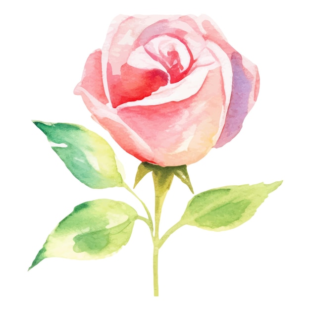 Vector aquarel geschilderd roze bloem Hand getrokken ontwerpelement geïsoleerd op een witte achtergrond