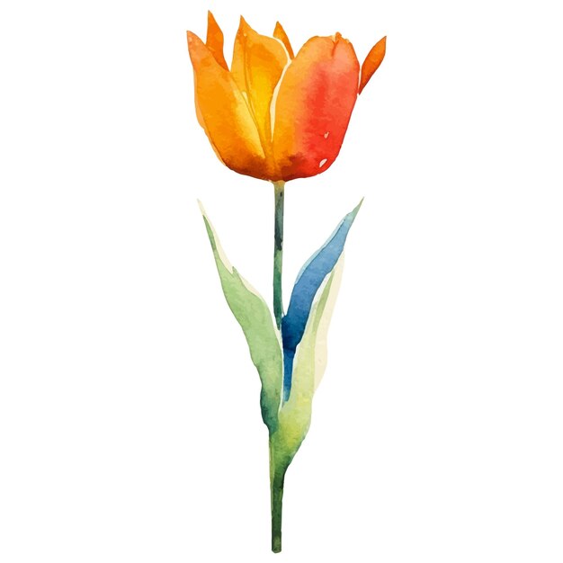 Vector aquarel geschilderd tulp bloem Hand getrokken ontwerpelement geïsoleerd op een witte achtergrond