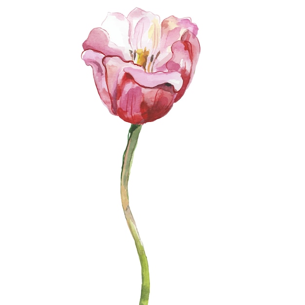 Vector aquarel geschilderd tulpen Hand getrokken 8 maart vakantie ontwerpelementen geïsoleerd op een witte achtergrond