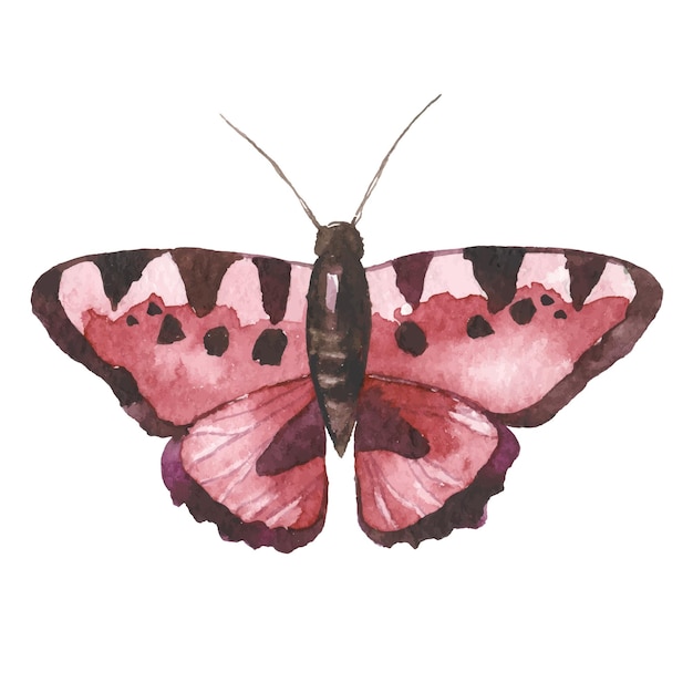 Vector aquarel geschilderde vlinder hand getrokken ontwerpelementen geïsoleerd op een witte achtergrond
