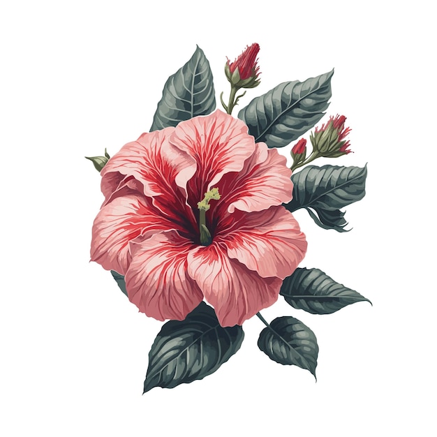 Vector vector aquarel hibiscus clayi clipart bloemen bloesem bewerkbaar