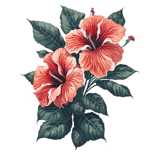 Vector vector aquarel hibiscus elatus clipart bloemen bloesem bewerkbaar