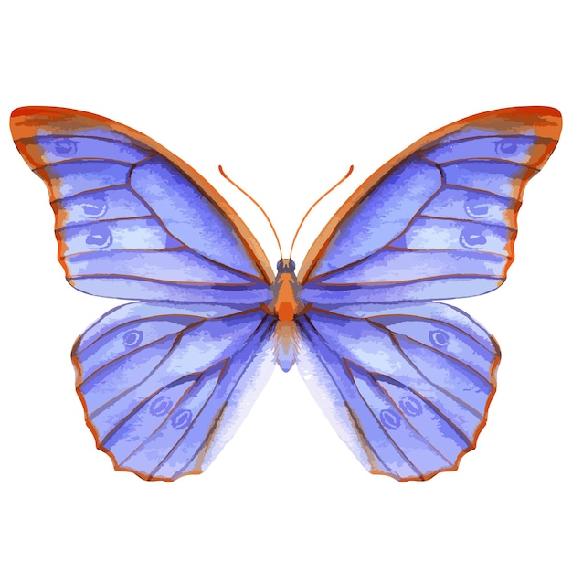 Vector vector aquarel illustratie van realistische vlinder