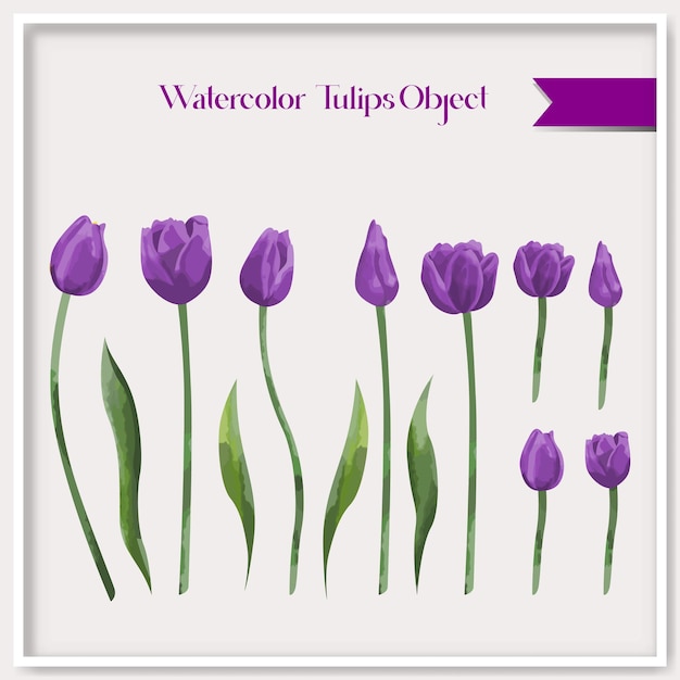 Vector vector aquarel tulpen object collectie