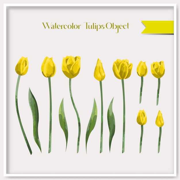 Vector aquarel tulpen object collectie