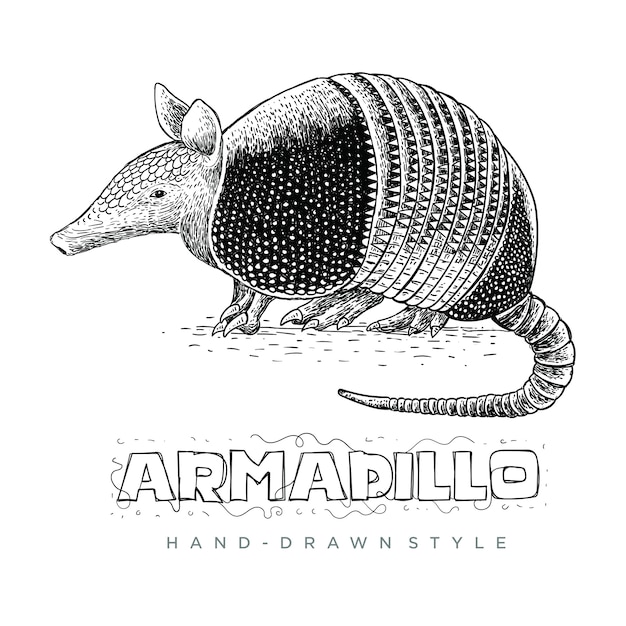 Vector vector of a armadillo. hand drawn animal illustrations looking realistic