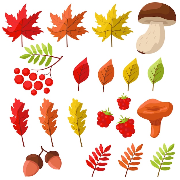 Vector autumn leaves, mushrooms, berries and acorns clipart.