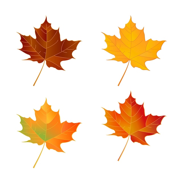 Vector autumn set leaves