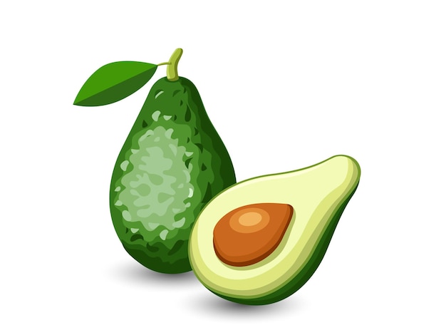 Vector avocado-vruchten geïsoleerd op een witte achtergrond. vector, illustratie