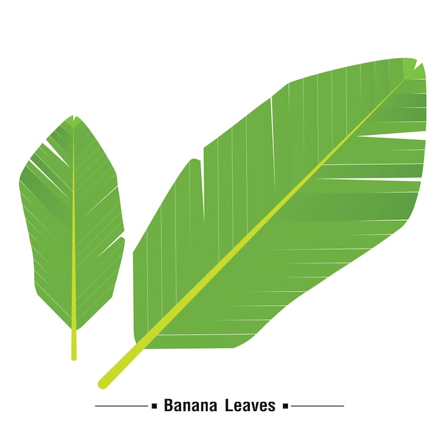 벡터 바나나 잎 이미지는 다양한 미디어 응용 프로그램에 사용할 수 있습니다.