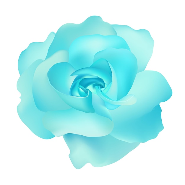 Vector vector beautiful blue rose isolated on white background photorealistic gradient mesh