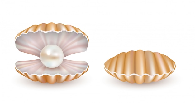 Vector vector beautiful pearl shell isolated