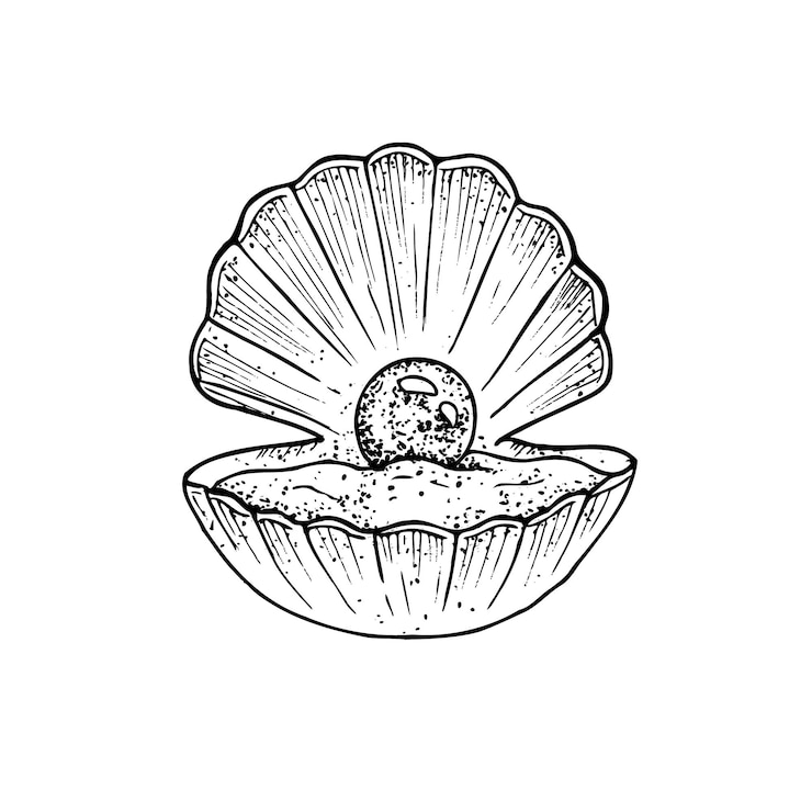 Vector vector beautiful shell hand painted line opened oyster seashell with pearl graphic clip art isolated