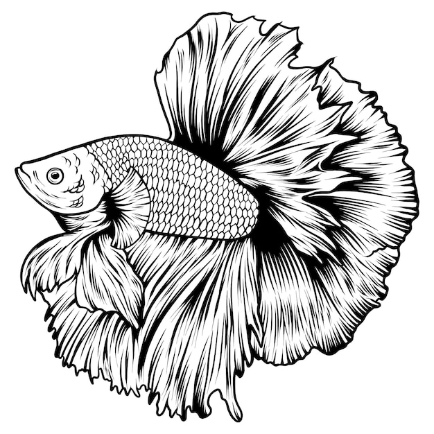 Vector betta fish black and white