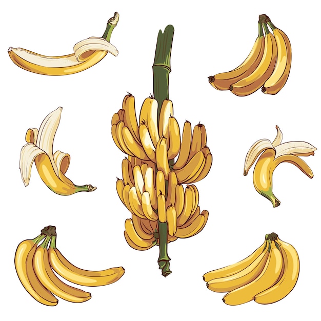 Vector big set of ripe bananas isolated on white background collection of hand drawn banana elements