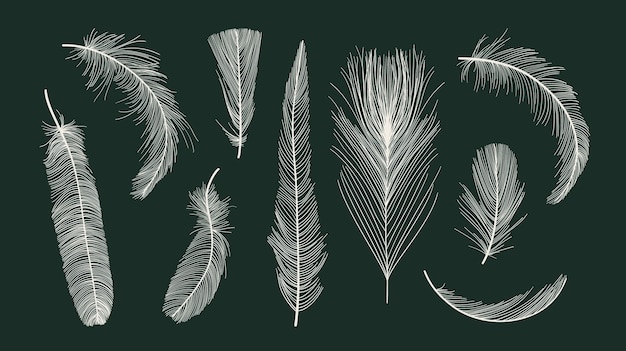 Vector vector bird feathers collection