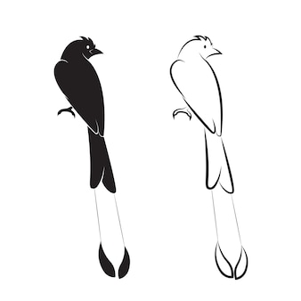 Vettore di uccello su sfondo bianco. icona di uccelli. (drongo dalla coda a racchetta maggiore; dicrurus paradiseus)