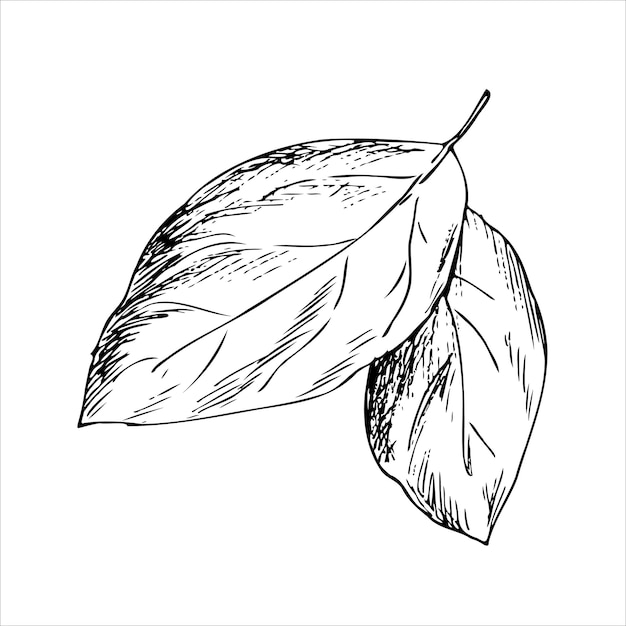 ベクトル 緑の葉のベクトル黒と白のボタニカル イラスト 茶葉のスケッチ