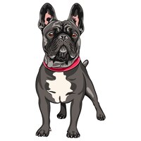 Vector vector black dog french bulldog breed standing, the most common colouring
