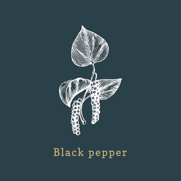 Эскиз векторного черного перца нарисованная специя в стиле гравировки ботаническая иллюстрация органического эко-растения используется для этикетки фермерского магазина и т. д.