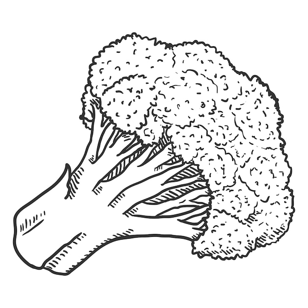 Vector black sketch broccoli