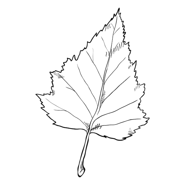 Vector Black Sketch Illustration Leaf of Birch Tree