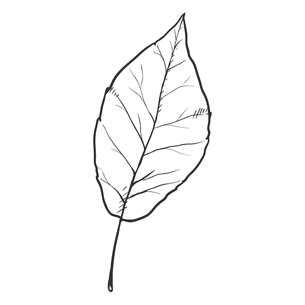 Vector vector black sketch illustration leaf of poplar